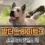 [발더스게이트3] 스크래치 영입하기 (강아지 영입)